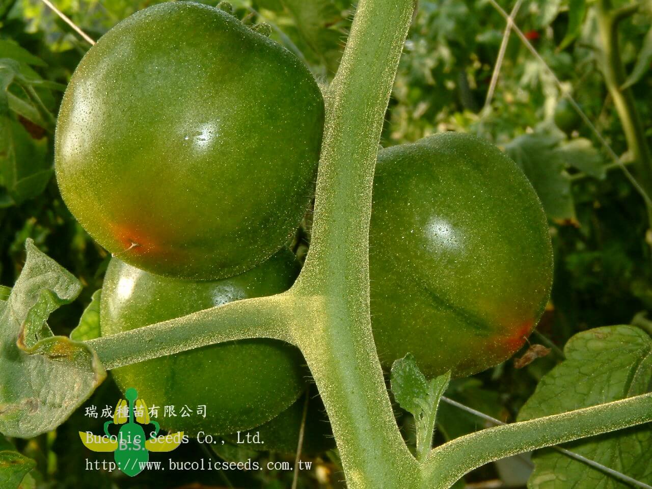 N瑞成黑柿番茄 1094 雙喜